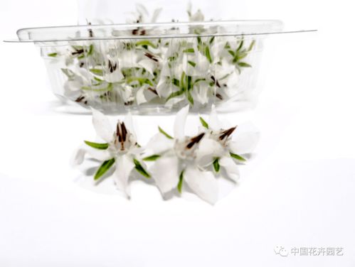 西班牙innoflower 我們有世界上種類最多的食用花卉產(chǎn)品 每周國際花訊