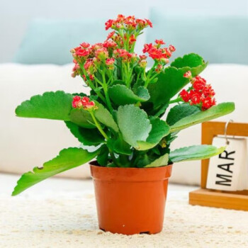 長(zhǎng)壽花某東精選:24款長(zhǎng)壽花