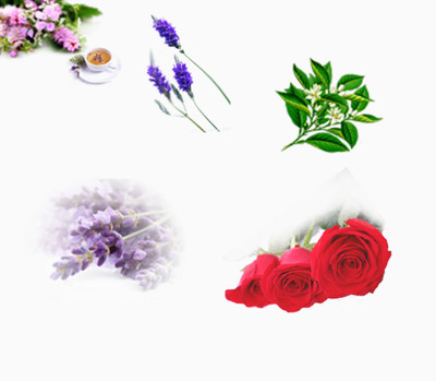 各種花卉免費(fèi)下載_產(chǎn)品實(shí)物_1916像素_編號(hào)5772054_png格式