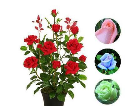 當(dāng)年開(kāi)花花卉綠植室內(nèi)盆栽景玫瑰花苗植物