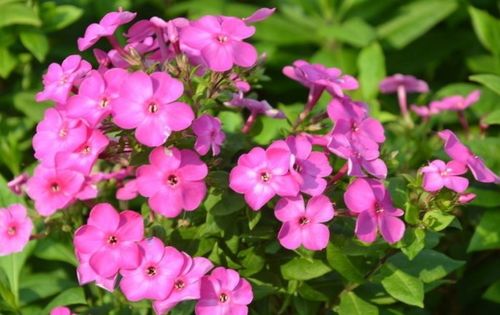 喜歡養(yǎng)護(hù)花卉,就養(yǎng)護(hù) 五顏六色 的美女櫻,開(kāi)花量繁多,舒心 肥料
