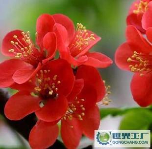 【基地直銷】批發(fā)供應(yīng)優(yōu)質(zhì)花卉苗木西府海棠、帖梗海棠、紅寶石海_農(nóng)副產(chǎn)品_世界工廠網(wǎng)中國(guó)產(chǎn)品信息庫(kù)