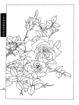 工筆畫(huà)線描花卉畫(huà)譜(月季篇)