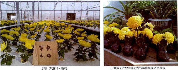 新型切花菊栽培模式--氣霧培,中國植物網,克隆,克隆技術,育苗,工廠化育苗,育苗技術,植物,花卉,植物繁殖技術,植物快繁,植物非試管快繁技術,植物克隆,植物非試管高效快繁技術,快繁,快繁技術,植物快繁技術,