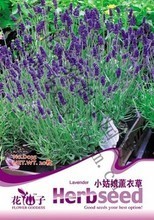 【熏衣草植物盆栽】最新最全熏衣草植物盆栽 產品參考信息