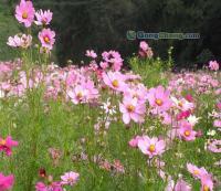 花卉種子 波斯菊種子 草花種子[供應]_種子、種苗_世界工廠網中國產品信息庫