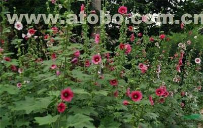 【芳青花卉苗(圖)_大花蜀葵_蜀葵】,價(jià)格,廠家,圖片,供應(yīng)商,花木,青州市芳青花卉苗木專業(yè)合作社 - 產(chǎn)品庫(kù) - 阿土伯交易網(wǎng)