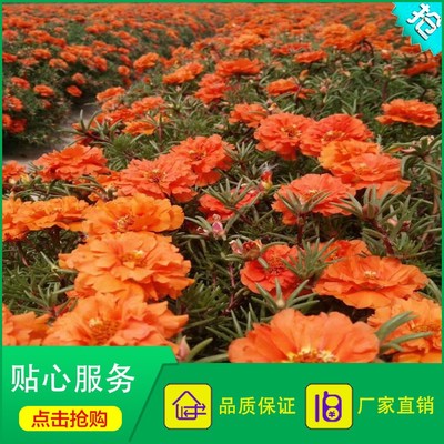 重瓣太陽花 松葉牡丹 橘色松葉牡丹 半支蓮 四季播種圖片_高清圖_細節(jié)圖-酒泉康達農(nóng)副產(chǎn)品專業(yè)合作社