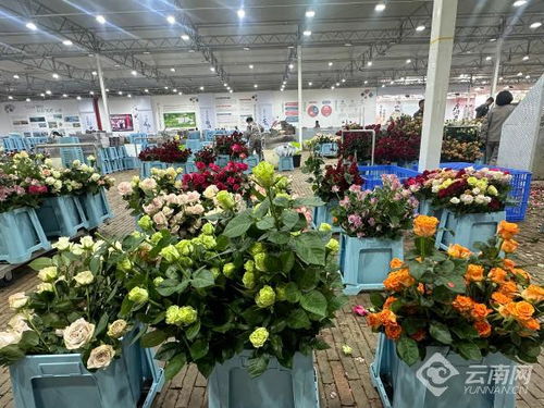 賞花食花不用愁 麗江古城區(qū)打造農文旅融和鮮花小鎮(zhèn)