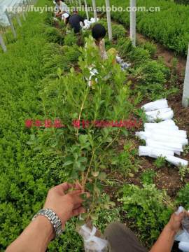 【山東工廠綠化公司綠化常用植物企業(yè)綠化植物報(bào)價(jià)批發(fā)采購(gòu)綠化常用苗木瓜子黃楊】綠化專用,價(jià)格,廠家,供應(yīng)商,花木,青州市茗茜花卉苗木專業(yè)合作社 - 產(chǎn)品庫(kù)